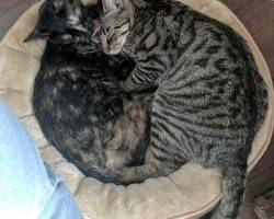Fish - male grey tsbby cat for adoption san antonio
