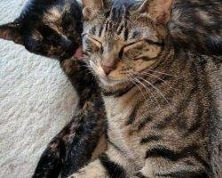 Fish - male grey tsbby cat for adoption san antonio