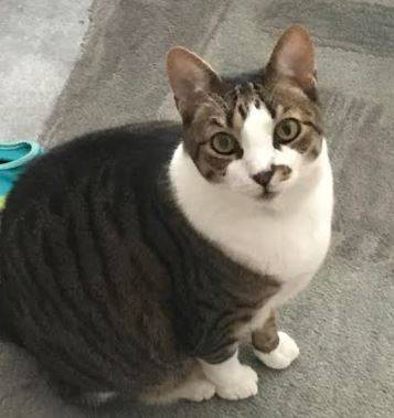 Fleurette - Tuxedo Tabby Cat For Adoption in New York City