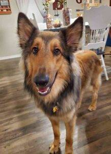 German shepherd collie mix dog for adoption in killeen texas – adopt floki