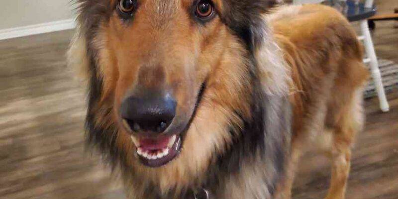 German Shepherd Collie Mix Dog For Adoption In Killeen Texas – Adopt Floki