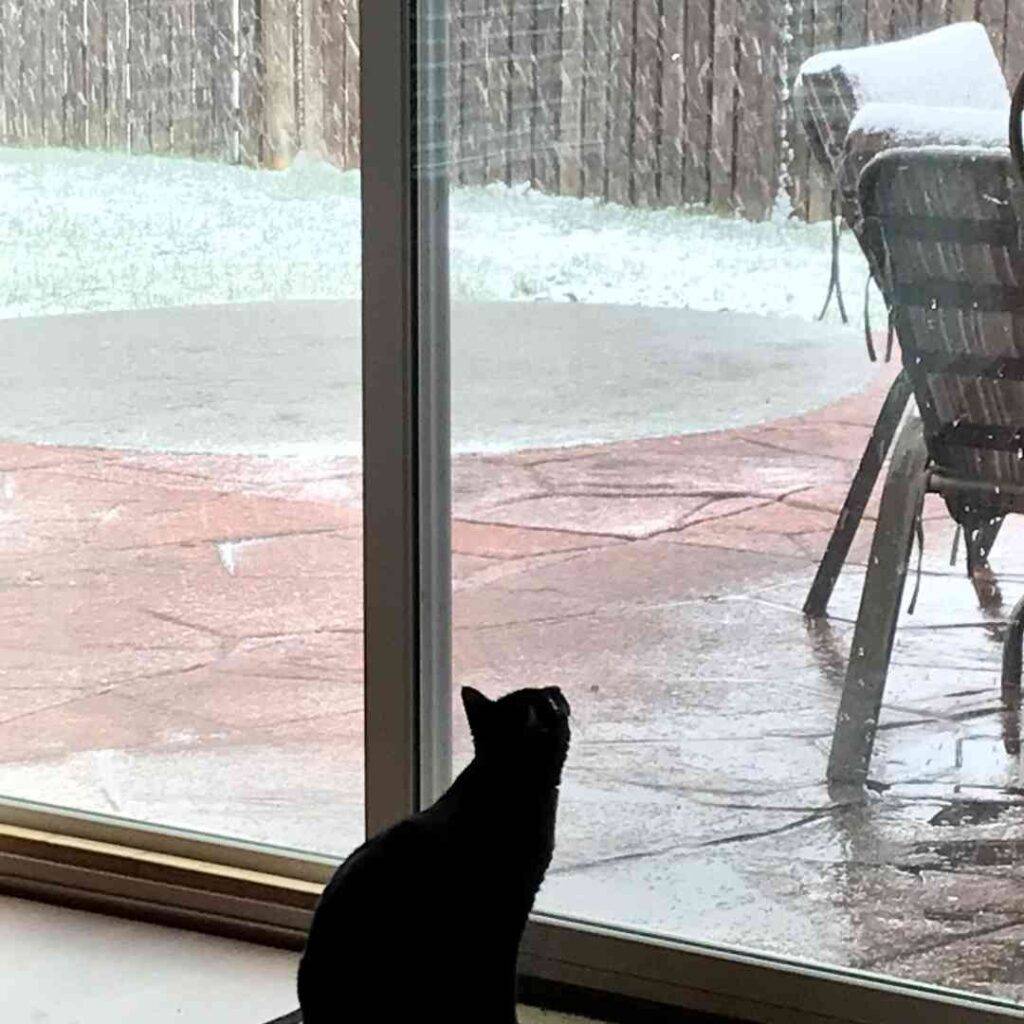 Flotus - Black Cat For Adoption Indianapolis IN