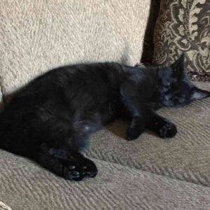 Flotus - black cat for adoption indianapolis in