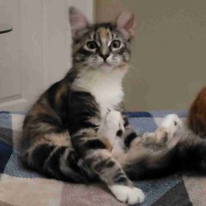Torbie tuxedo maine coon mix kitten for adoption in modesto california – supplies included – adopt fluffy