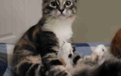 Torbie tuxedo maine coon mix kitten for adoption in modesto california – supplies included – adopt fluffy