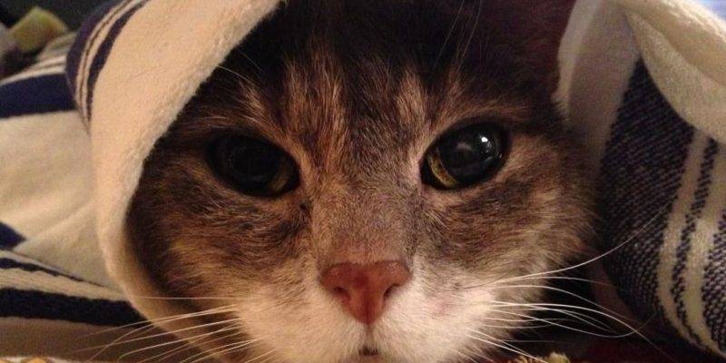 Francesca - Senior Tabby Cat For Adoption in NYC 2