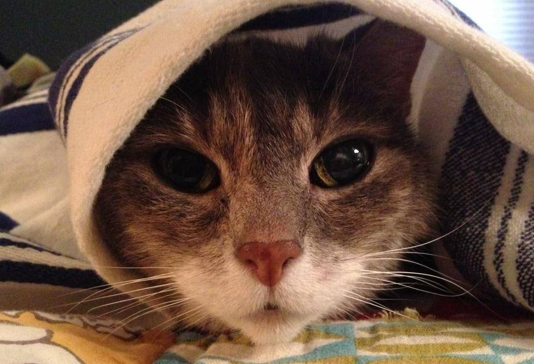 Francesca - Senior Tabby Cat For Adoption in NYC 2