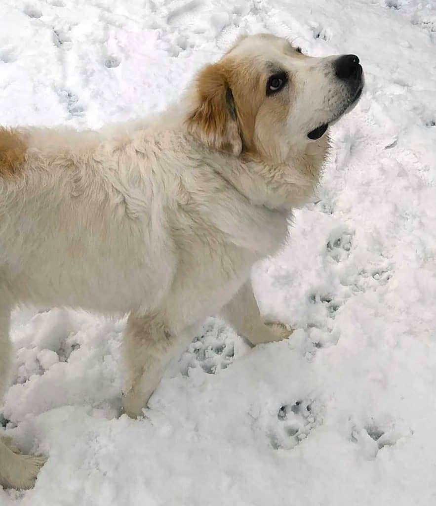 Frank Great Pyrenees Puppy ADOPTED in Denver CO 3