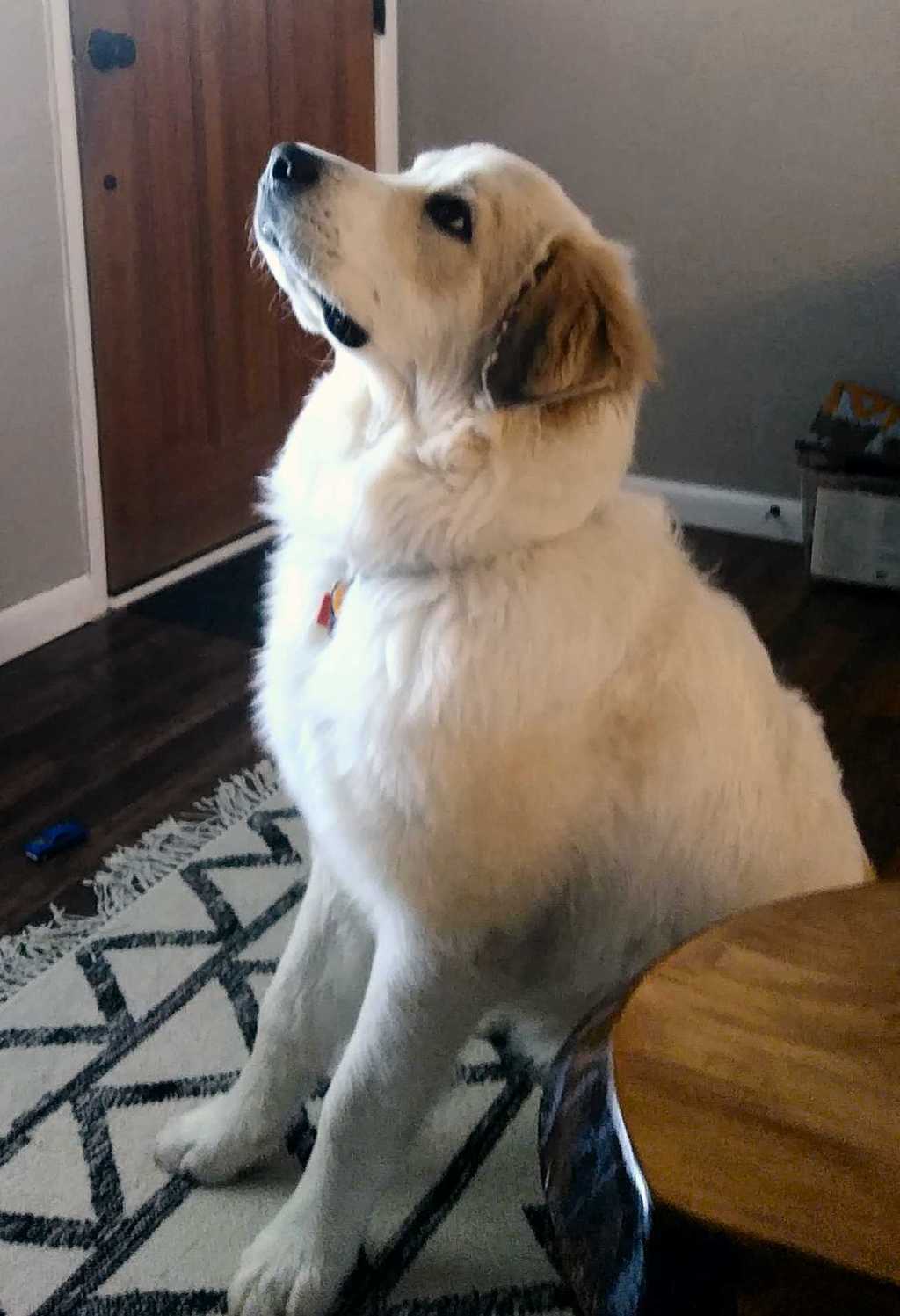 Frank Great Pyrenees Puppy For Adopton in Denver CO 3