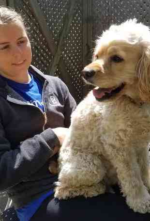 Frankie cockapoo cocker spaniel poodle dog for private adoption toronto ontario 21