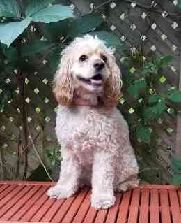 Frankie cockapoo cocker spaniel poodle dog for private adoption toronto ontario