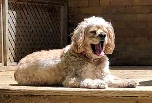 Frankie cockapoo cocker spaniel poodle dog for private adoption toronto ontario 05