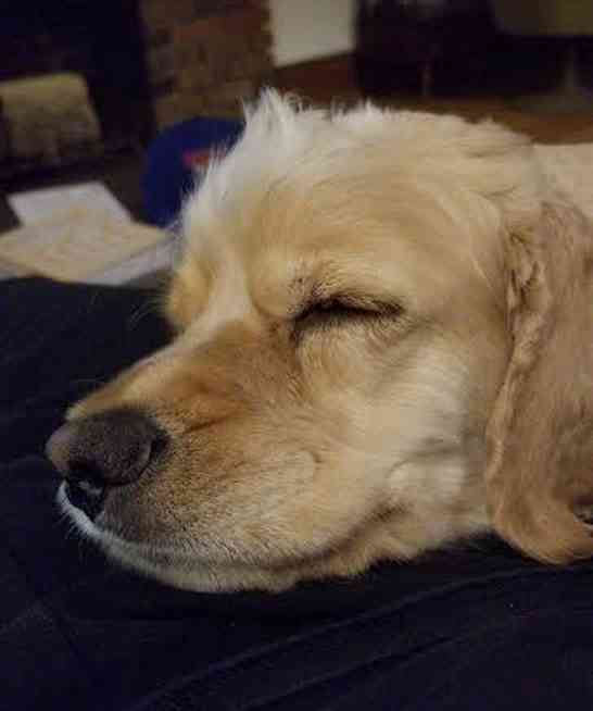 Frankie cockapoo cocker spaniel poodle dog for private adoption toronto ontario 21