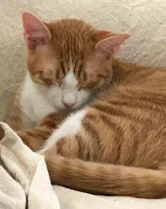 Frankie orange tabby cat adoption nashville tn