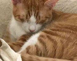 Frankie Orange Tabby Cat Adoption Nashville TN