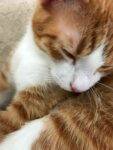 Frankie Orange Tabby Cat For Adoption In Smyrna TN Near Nashville1