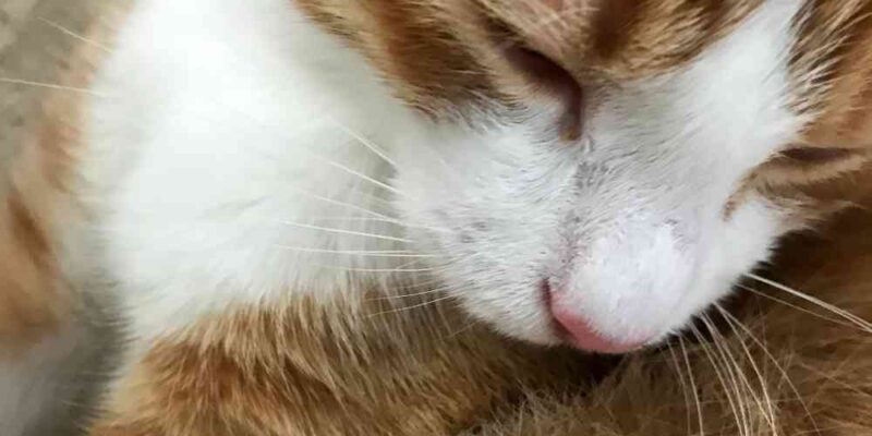 Orange Tabby Cat For Adoption Nashville Smyrna Tennessee – Adopt Frankie