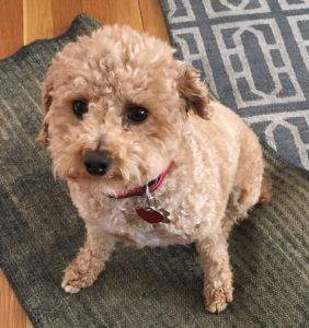 Frankie - apricot caramel toy poodle for adoption near washington dc baltimore md