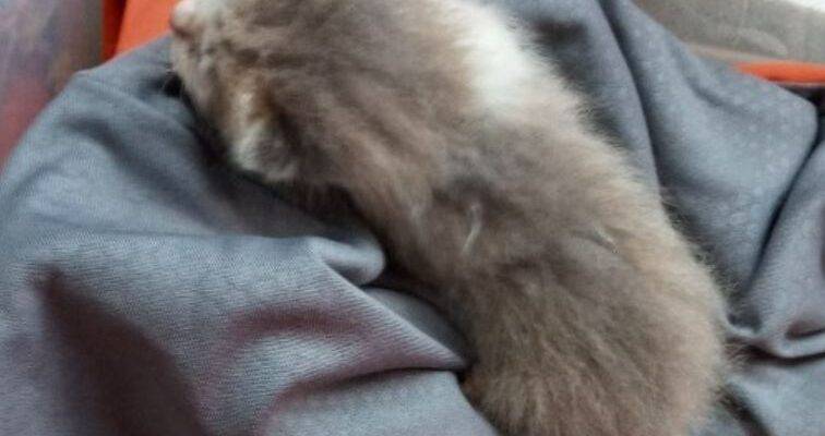 1 Week Old Kitten Desperately In Need Of TLC 24/7 – Kinston AL – Adopt Fred The Kitten