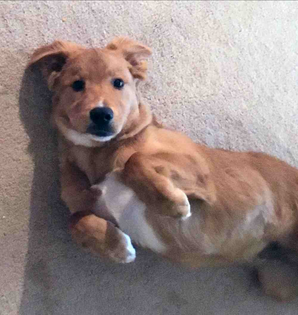 Adopted Golden Retriever Border Collie Mix Dog San Antonio Tx Meet Freddy