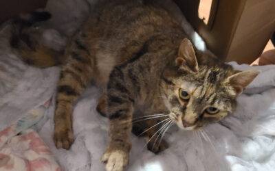 Sweet Brown Tabby Cat For Adoption in Trenton Tennessee – Supplies Included – Adopt “Freecat”