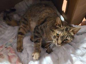Sweet brown tabby cat for adoption in trenton tennessee – supplies included – adopt “freecat”