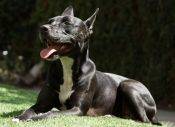 Freya - Amstaff Lab Mix Female Dog For Rehoming In Los Angeles CA 6