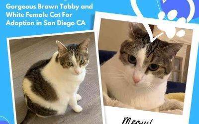 Tabby cat for adoption in san diego california – meet adorable freya