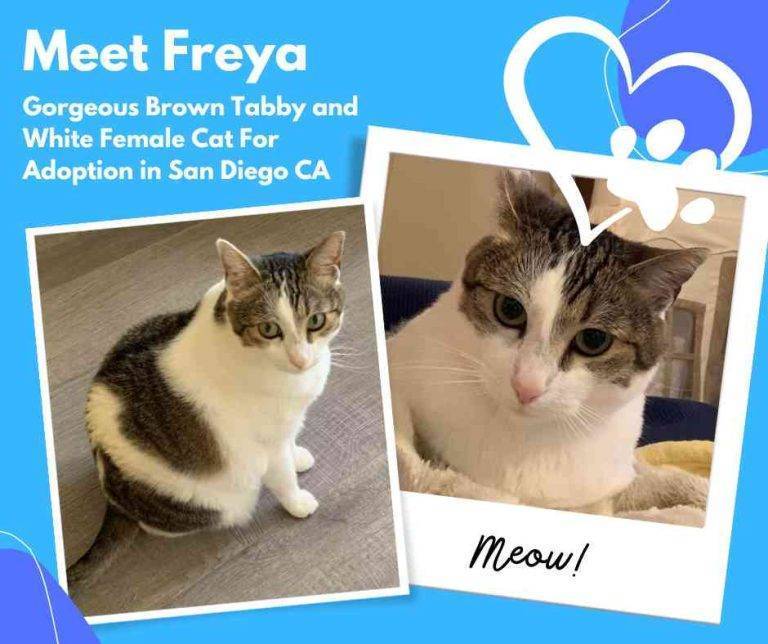 Tabby cat for adoption in san diego california – meet adorable freya