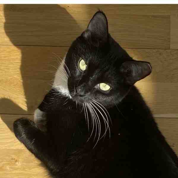 Freyja - tuxedo cat for adoption in brooklyn ny
