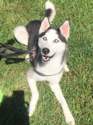 ADOPTED – ARIES –  Sweet Purebred Male Siberian Husky, 2,  Raleigh NC