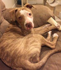 Amstaff pitbull plott hound dog for adoption seattle wa