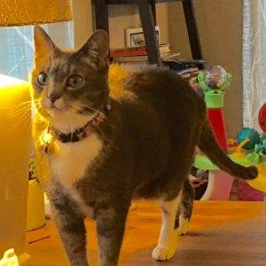 Sweet shy ernie – adorable tuxedo tabby cat needs new home due to cat allergies – supplies included – kenmore wa