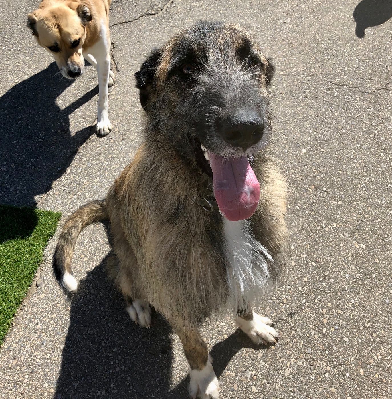 Koda, an amazing Great Pyrenees Irish Wolfhound mix dog for adoption in Edmonton AB.