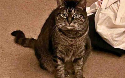 Sweet female tabby cat for adoption in portland oregon – meet gigi