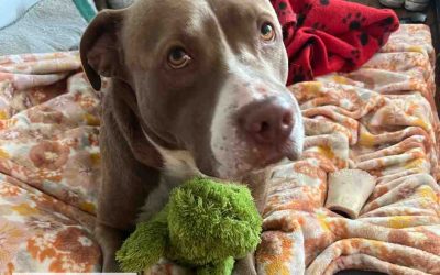 American pit bull terrier dog for adoption in san antonio (schertz) tx – meet glitch