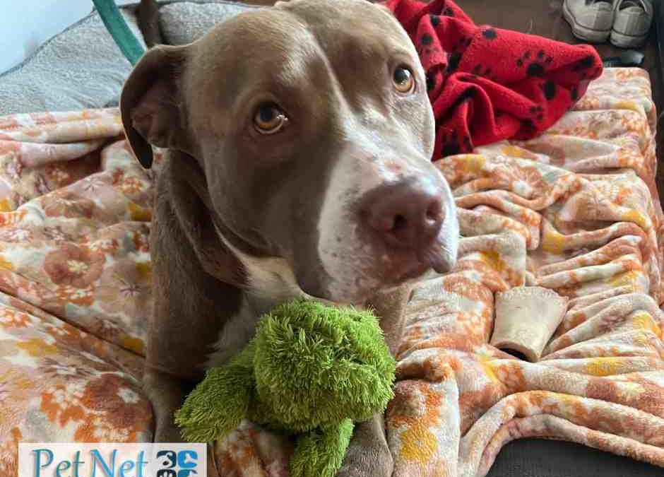 American pit bull terrier dog for adoption in san antonio (schertz) tx – meet glitch