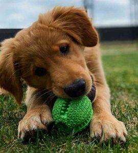 Golden retreiver puppy adopt calgary