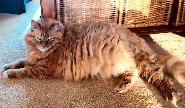 Philadelphia PA - Maine Coon Mix Cat For Private Adoption ...