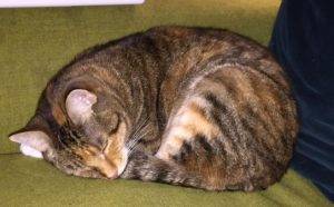 Gemma - Female Tuxedo Tabby Cat For Adoption in Dallas Texas 2