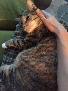 Gemma - Female Tuxedo Tabby Cat For Adoption in Dallas Texas 2
