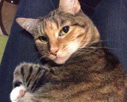 Female Calico Tuxedo Tabby Cat Rehomed in Dallas Texas - Gemma