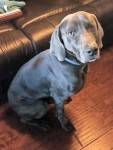 Gene weimaraner for adoption san antonio 2