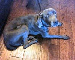 Gene weimaraner for adoption san antonio 2