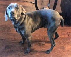 Gene weimaraner for adoption san antonio 2