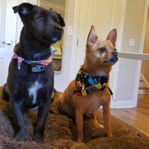 Chihuahua and german spitz mix dogs adopted in philadelphia pa -meet butters and george
