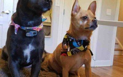 Chihuahua and german spitz mix dogs adopted in philadelphia pa -meet butters and george