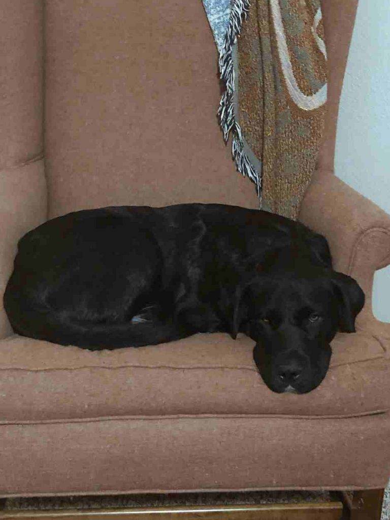 George is a black-lab-mix dog for adoption near fort-worth texas