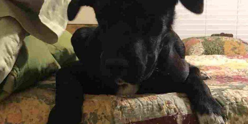 Lab Mix Dog For Adoption – Benbrook Texas – Meet George