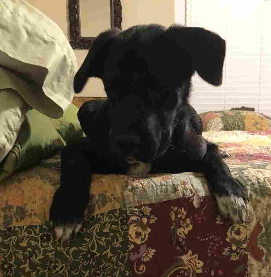 George - Black Lab Mix Dog For Adoption Fort Worth Texas